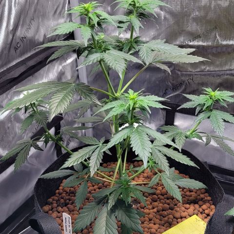 Froot by the foot growlog timeline photo