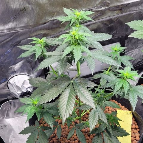 Froot by the foot growlog timeline photo