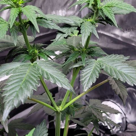 Froot by the foot growlog timeline photo