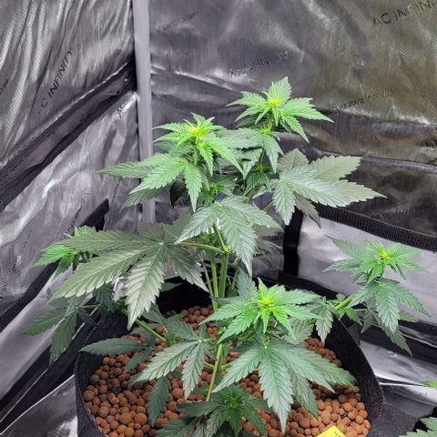 Froot by the foot growlog timeline photo