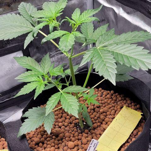 Gummibears growlog timeline photo