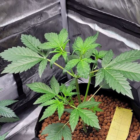 Gummibears growlog timeline photo
