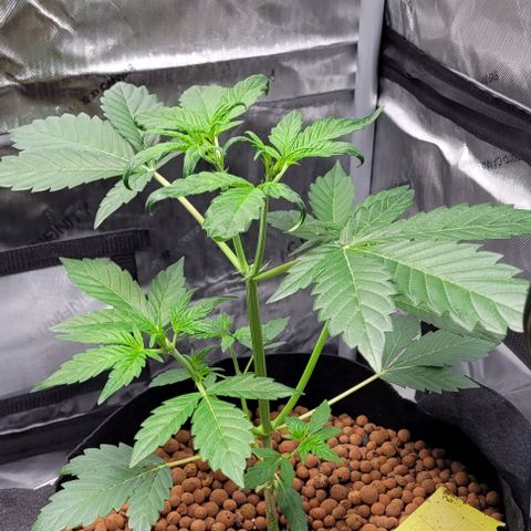 Gummibears growlog timeline photo