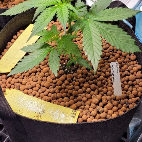 Zkittlez growlog timeline photo