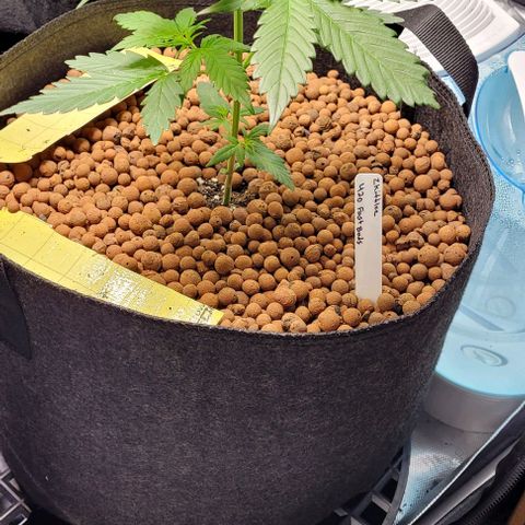 Zkittlez growlog timeline photo
