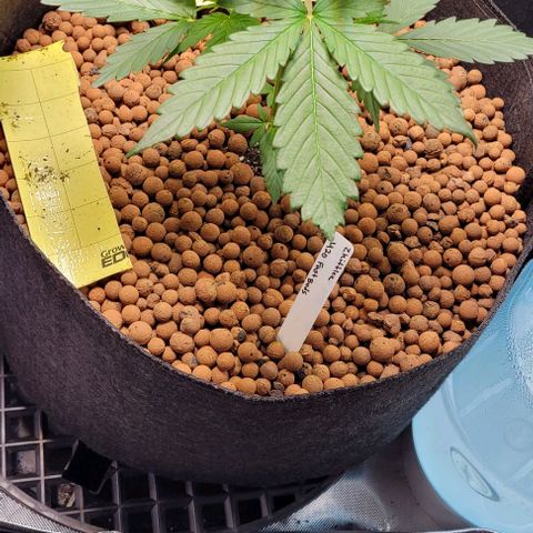 Zkittlez growlog timeline photo