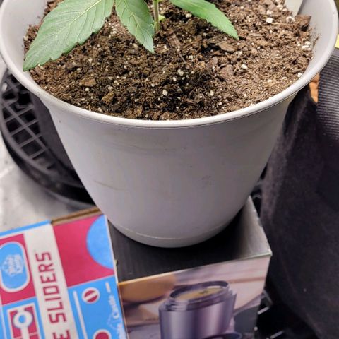 Dubble Cookies 🍪 growlog timeline photo