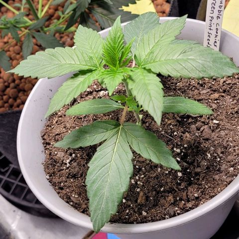 Dubble Cookies 🍪 growlog timeline photo