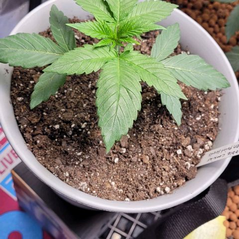 Dubble Cookies 🍪 growlog timeline photo