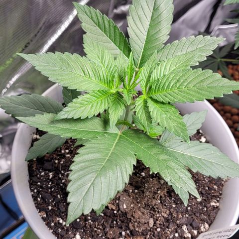 Dubble Cookies 🍪 growlog timeline photo