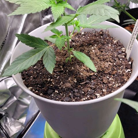 Dubble Cookies 🍪 growlog timeline photo