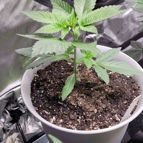 Dubble Cookies 🍪 growlog timeline photo