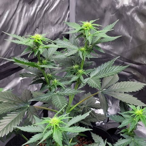 Froot by the foot growlog timeline photo