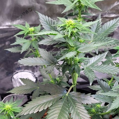 Froot by the foot growlog timeline photo