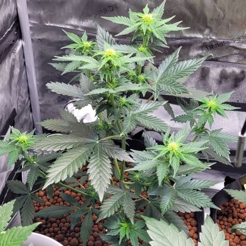 Froot by the foot growlog timeline photo