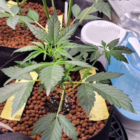 Gummibears growlog timeline photo