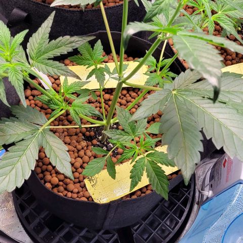 Gummibears growlog timeline photo