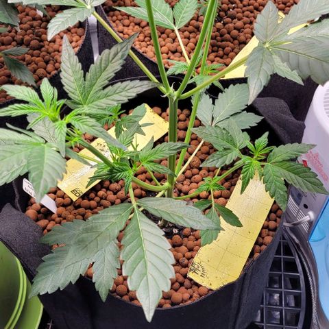 Gummibears growlog timeline photo