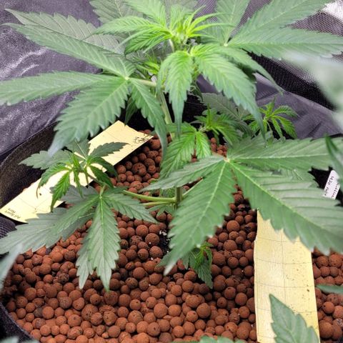 Zkittlez growlog timeline photo