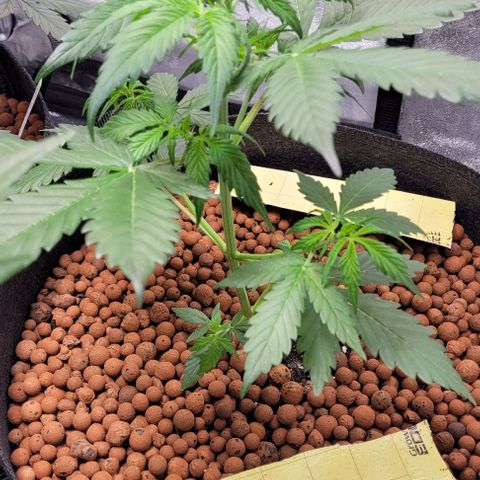 Zkittlez growlog timeline photo
