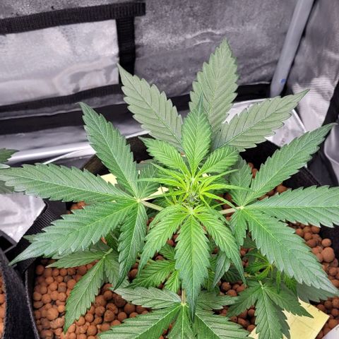 Zkittlez growlog timeline photo