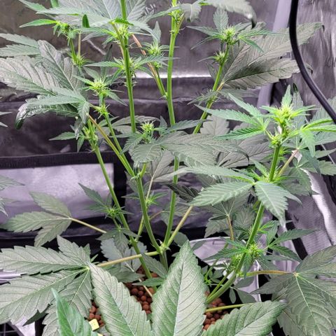 Gummibears growlog timeline photo