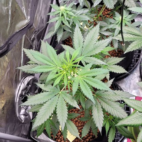 Zkittlez growlog timeline photo