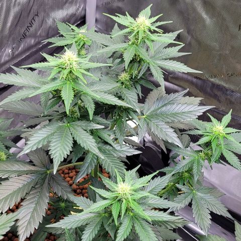 Froot by the foot growlog timeline photo