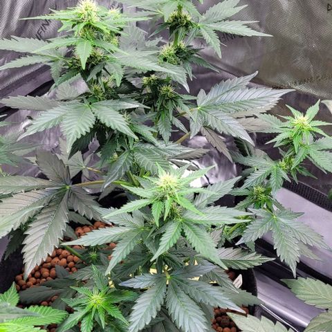 Froot by the foot growlog timeline photo