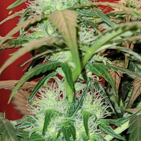 Froot by the foot growlog timeline photo