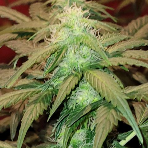 Froot by the foot growlog timeline photo