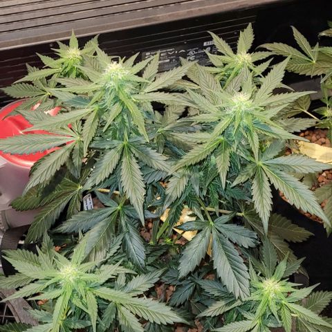 Froot by the foot growlog timeline photo