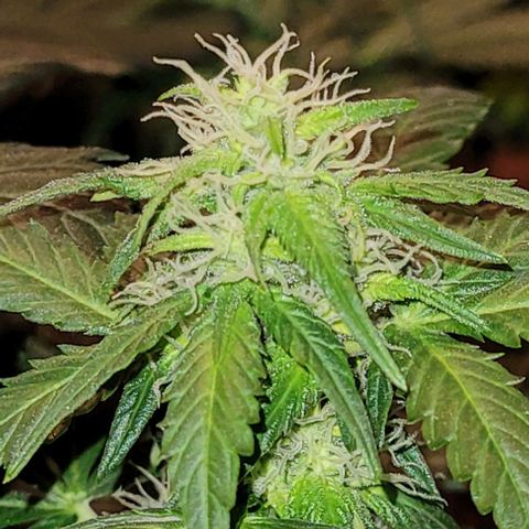 Froot by the foot growlog timeline photo