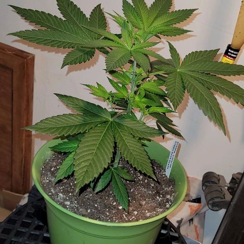 Dubble Cookies 🍪 growlog timeline photo