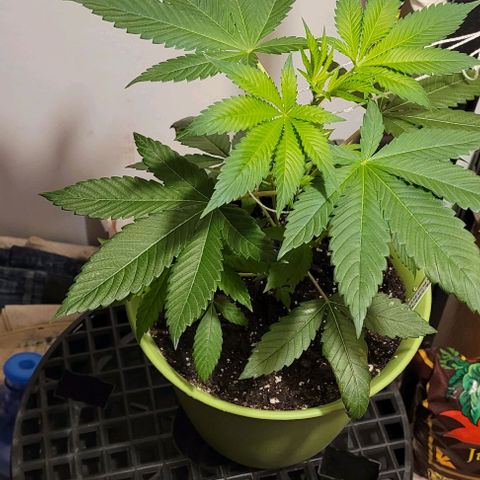 Dubble Cookies 🍪 growlog timeline photo