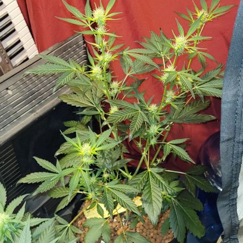 Gummibears growlog timeline photo