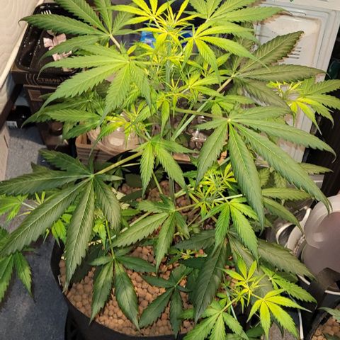 Zkittlez growlog timeline photo