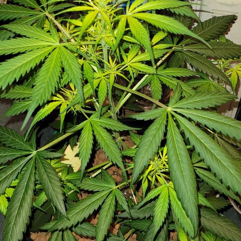 Zkittlez growlog timeline photo