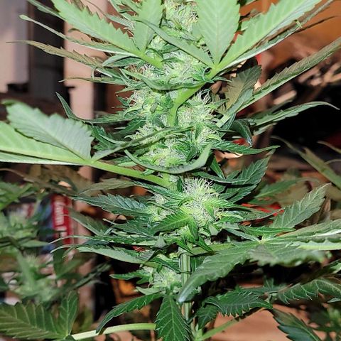 Froot by the foot growlog timeline photo
