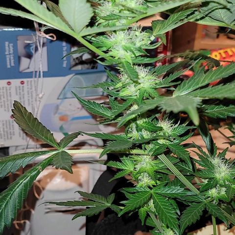 Froot by the foot growlog timeline photo