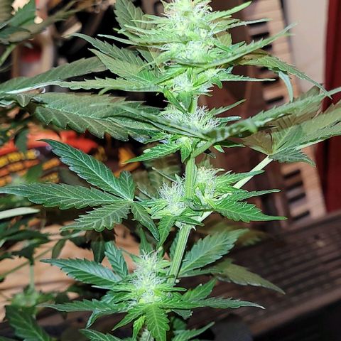 Froot by the foot growlog timeline photo