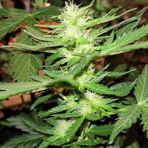 Froot by the foot growlog timeline photo