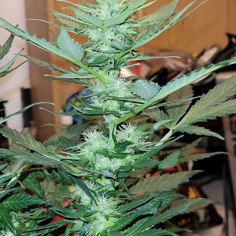 Froot by the foot growlog timeline photo