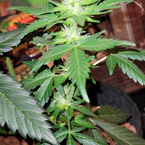 Froot by the foot growlog timeline photo