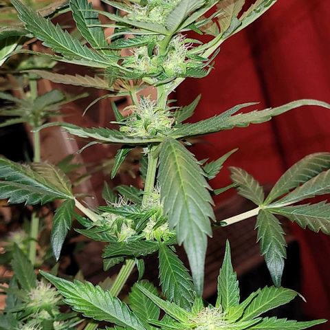 Froot by the foot growlog timeline photo