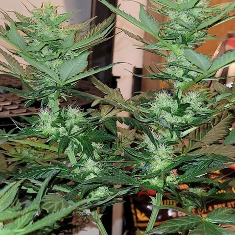 Froot by the foot growlog timeline photo
