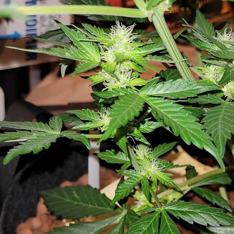 Froot by the foot growlog timeline photo