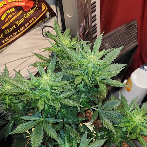 Froot by the foot growlog timeline photo