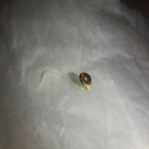 1st, 2nd & 3rd Green House Cheese growlog photo: 2 seeds with around 1 inch tap root and 1 seed with very small tap root. 
All planted on medium