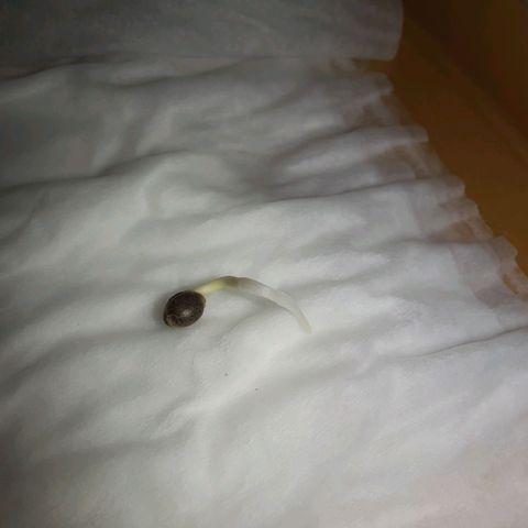1st, 2nd & 3rd Green House Cheese growlog photo: 2 seeds with around 1 inch tap root and 1 seed with very small tap root. 
All planted on medium